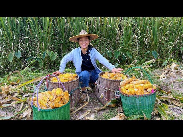 The mother-in-law and daughter-in-law harvested corn and made corn buns,they ate them deliciously