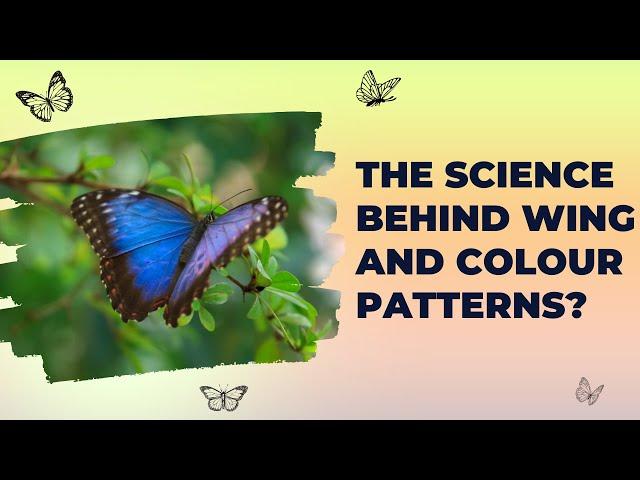 How Butterflies Utilize Wing Colors and Patterns | Evolution by Natural Selection