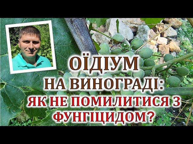 Оїдіум на винограді: як не помилитися з фунгіцидом?