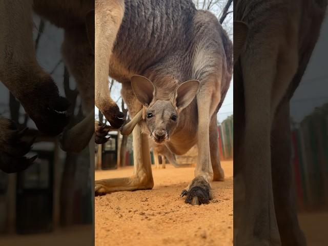 Baby kangaroo is peeking out of the pouch  #animals #cuteanimals #shorts