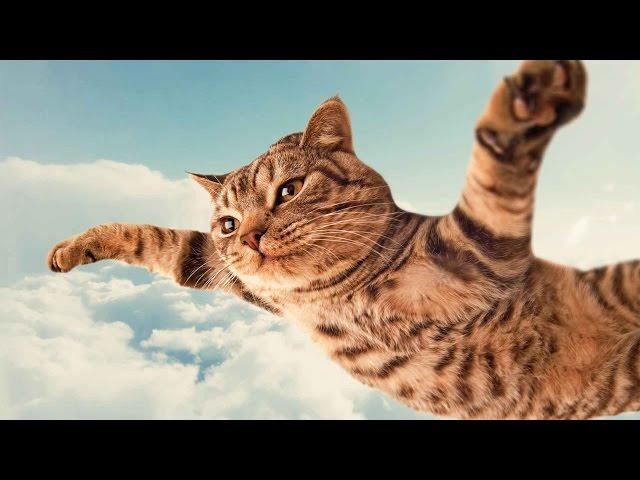 Flying cats! (slow motion cat)