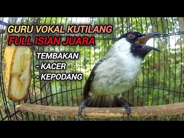 SUARA KUTILANG GACOR FULL ISIAN Mewah Pedas untuk Pancingan dan Masteran Kutilang Juara..