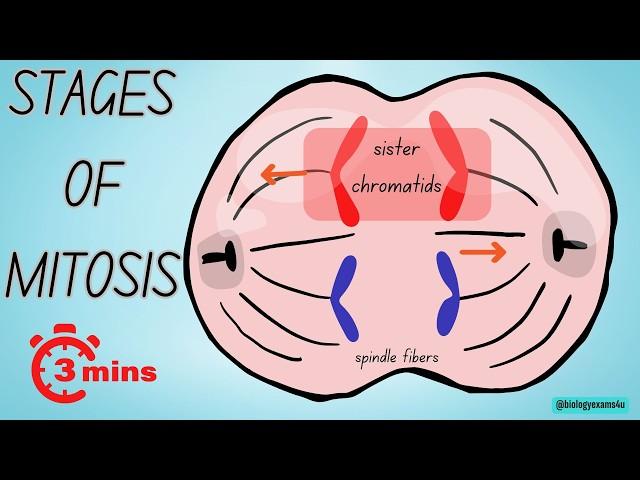 Stages of Mitosis in 3 Minutes