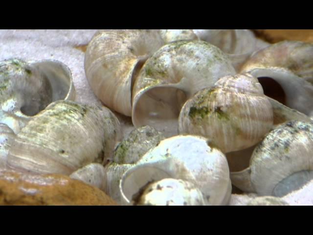 Lamprologus similis fry - Tanganyika shell dwellers - Muszlowce.pl