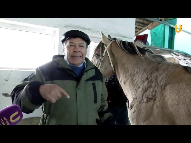 UTV. Лошадей со всех районов республики готовят к масштабным скачкам Терра Башкирия