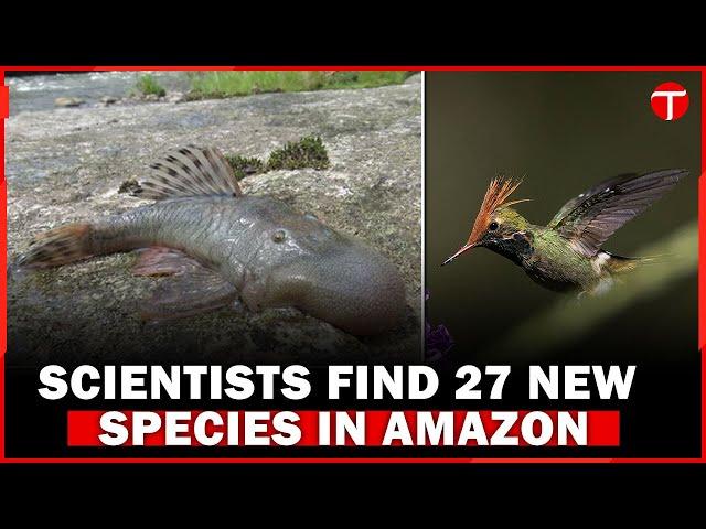 Scientists Discover 27 New Species in Peru's Amazon Rainforest | The Express Tribune