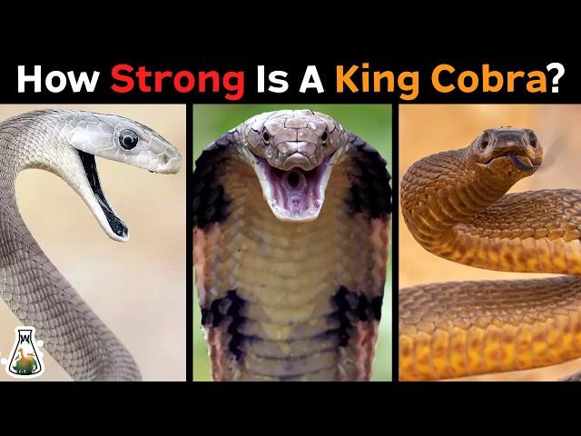 How Strong is a King Cobra Compared to Other Snakes?