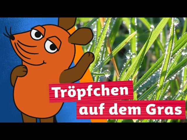 Wie bildet sich Tau? | Die Maus | WDR