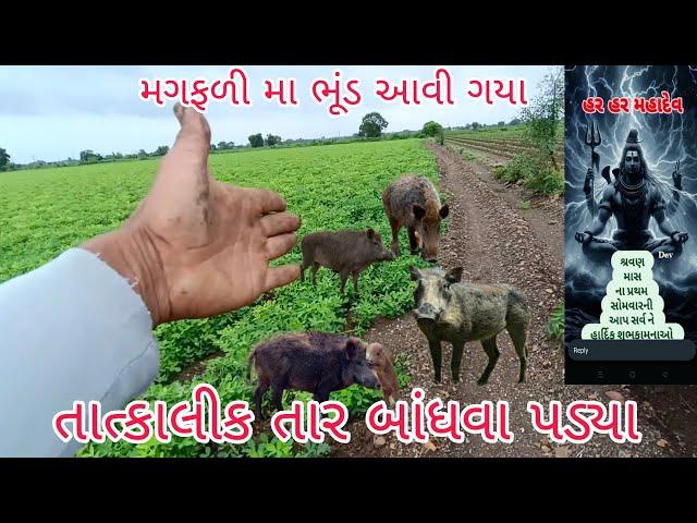 મગફળીમાં આવી ગયા ભૂંડ || તાત્કાલિક બાંધ્યા તાર || શ્રાવણ માસ નો પેલો સોમવાર || @papa ni ladli vlogs