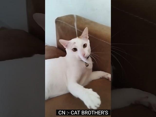 Failing exam = Play with the question paper || Cat Brother's || #cat