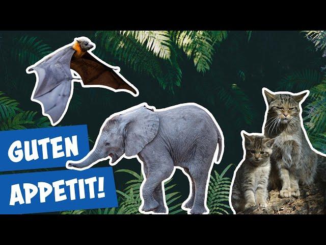 Fütterung im Zoo Berlin | Panda, Gorilla und Co.