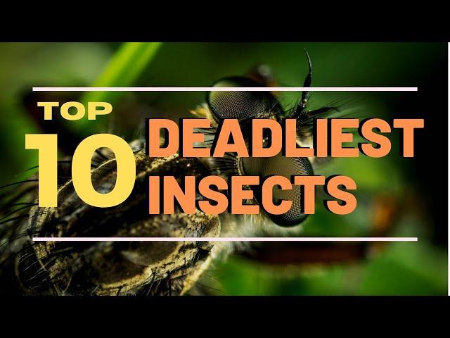 Top 10 Deadliest Insects in the World || Top 10 Everything