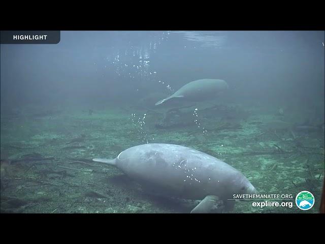 Underwater Manatee-Cam at Blue Spring State Park | 2024 Highlights