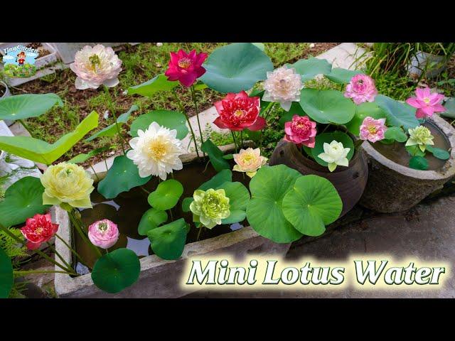 Techniques for growing Mini Lotus Water in pots at home