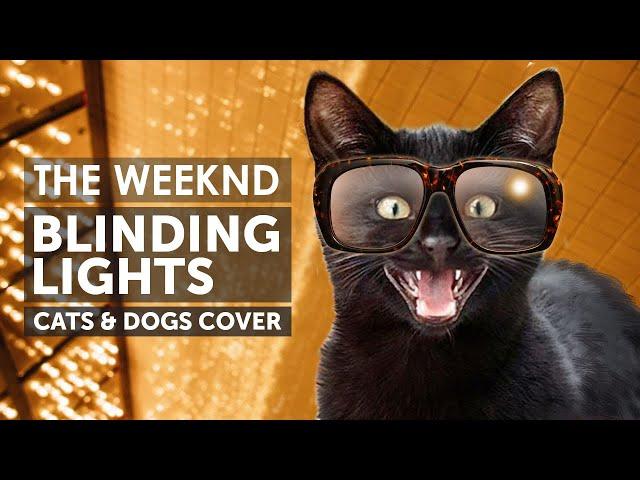 Cats Singing Blinding Lights - The Weeknd