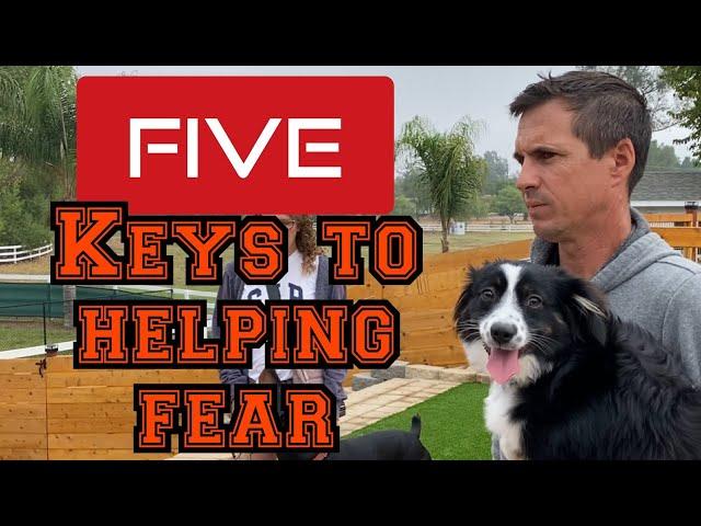 Learn how to help your fearful dog with my 5 keys to fixing fear