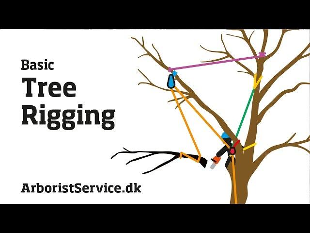 Tree Rigging Techniques - Baum Rigging - Nedfiring fra træ