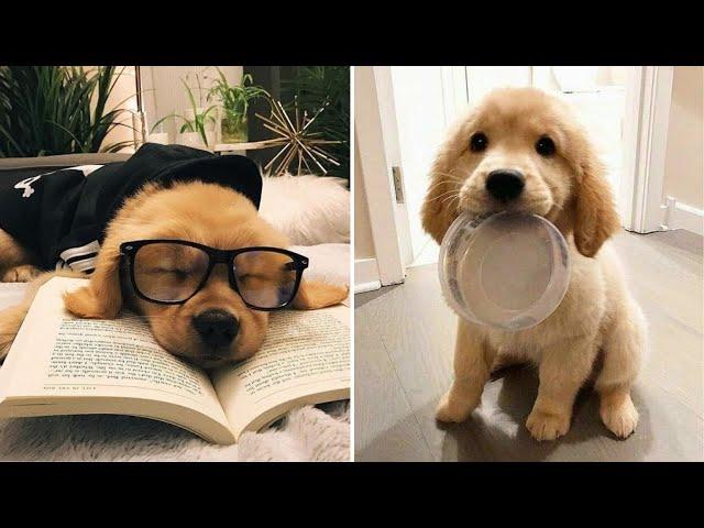 Best Funny and Cute Golden Retriever Puppies 2022 - Funniest Golden Retriever Videos