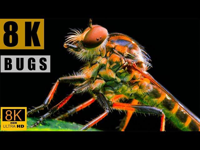 8K HDR DOLBY VISION | INSECTS AND BUGS IN 8K VIDEO ULTRA HD