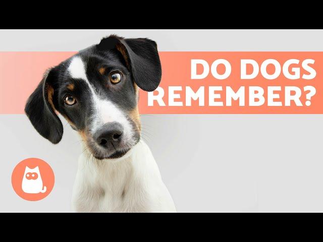 Do Dogs Have a GOOD MEMORY?  How  Much do Dogs Remember?