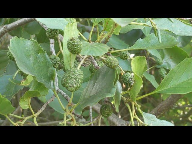 Вільха чорна, або вільха клейка Alnus glutinosa(L.) Gaer in.) - лікувальні "фітованни" без води!