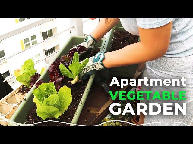Balcony Gardening: Growing My Own Vegetables In My Apartment Patio! | Jolene Foliage