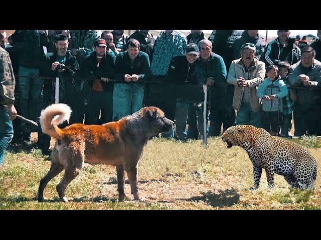 Alabay Leopardni yirtib tashladi! kameraga yozib olingan hayvonlar jangi.