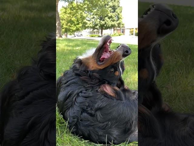 It’s the Final Brain Cell  | Funny Bernese Mountain Dog