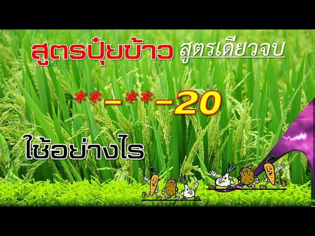 สูตรปุ๋ยสำหรับข้าว_(สูตรเดียวจบ)_สูตรไหนดี(ข้าว)