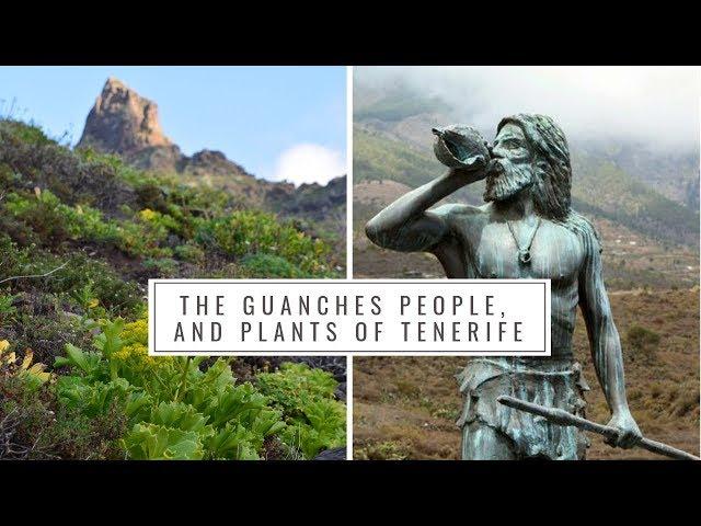 The Guanches People and Native Plants of Tenerife (Canary Islands History, Medicinal plants)