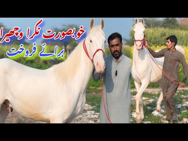 Desi Nukra Horse For Sale