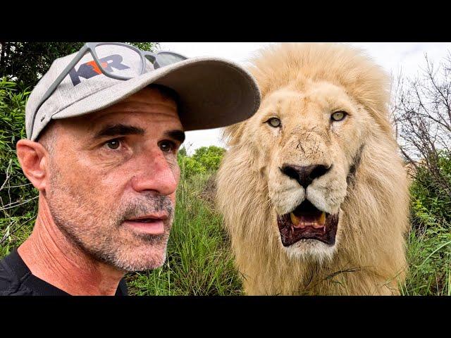 Aggressive LION Makes Pride Tense | The Lion Whisperer