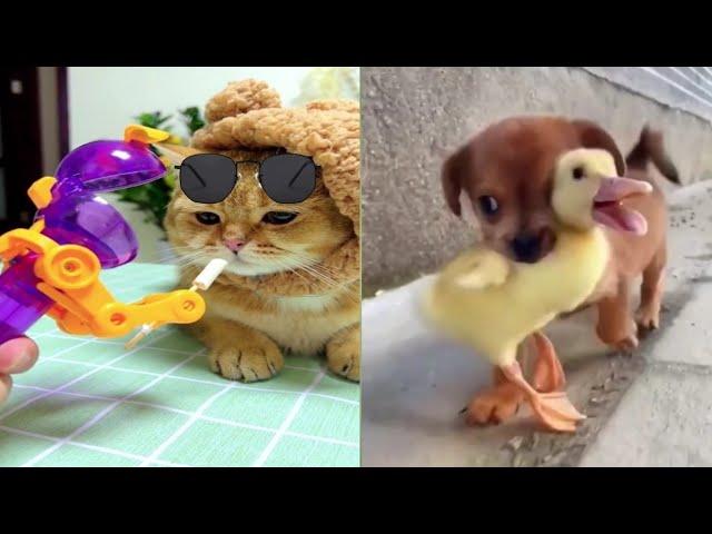 funny monkeys doing stupid thingsMonkey And Dog Vines Compilation 2022