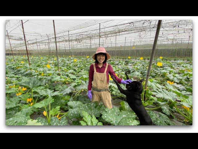 夏南瓜（櫛瓜）怎麼種？採收期照顧管理｜友善耕種