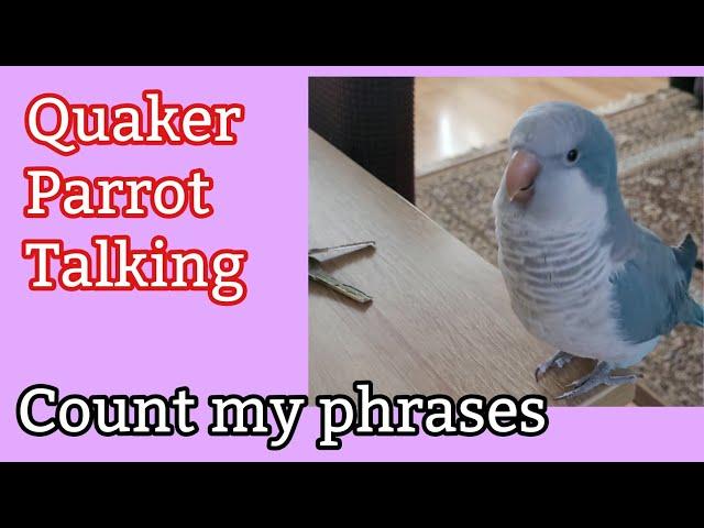 Quaker Parrot talking in English #quakerparrot