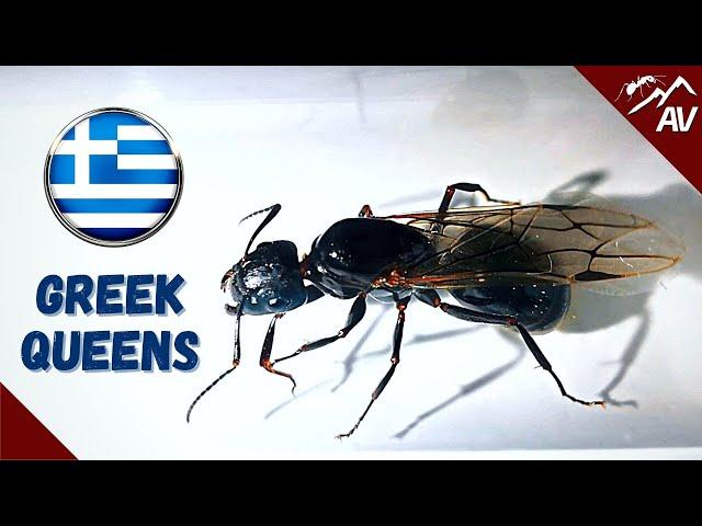 Queen Ant Hunting in Greece | Greek Ant Documentary 2