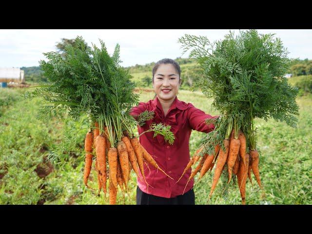 Countryside Life TV: Harvest carrot and cooking for children - Yummy carrot recipes