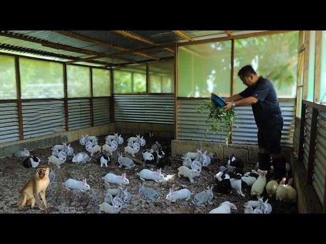 RABBIT FARMING│ Everything you need to know about RABBIT RAISING! How to become successful