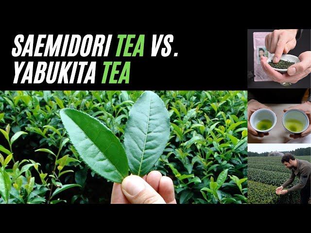 Saemidori Green Tea vs Yabukita Green Tea