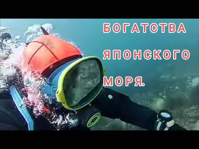 Богатства японского моря. Дайвинг Владивосток. Дайвинг в Приморье. Подводный мир дайвинг..