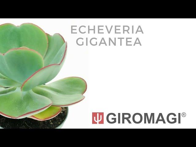 Echeveria gigantea