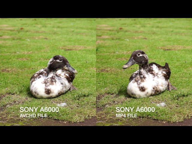 Sony A6000 - AVCHD Vs MP4 Video Comparison