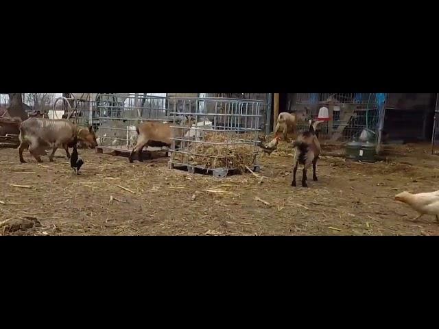 New born baby goat, #goat ,#funnyvideo ,#baby ,#dwarf ,#cute ,#farm