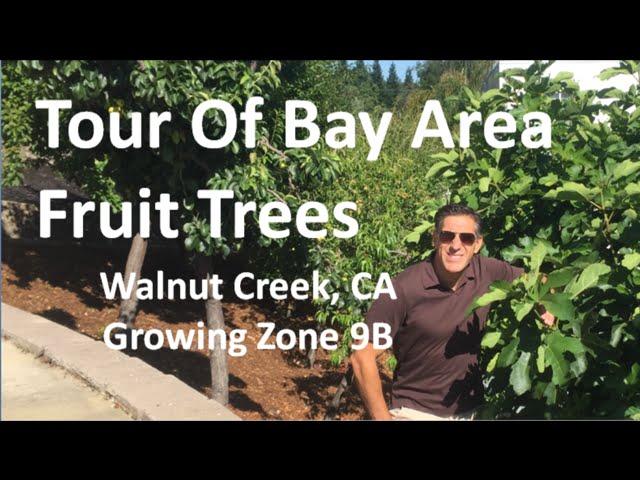 Tour Of Bay Area Fruit Trees - Walnut Creek, CA  | Growing Zone 9B | 10 Years After Planting