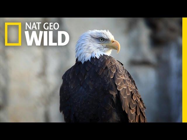 Bald Eagle Feeding Frenzy | United States of Animals