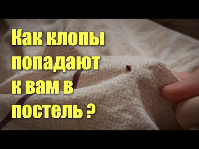 Откуда берутся клопы в постели и из-за чего они могут в ней жить?