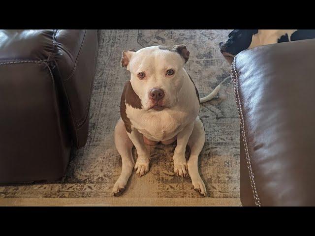 FUNNIEST Dogs Videos of 2024