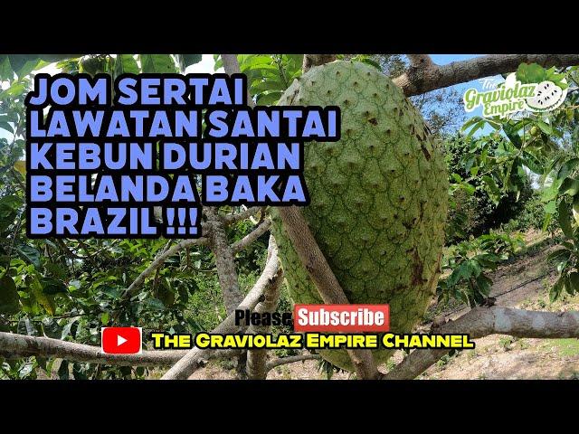 Jangan Lepaskan Peluang Untuk Melihat Buah Durian Belanda Baka Brazil Bersaiz GORGON Guyzzz