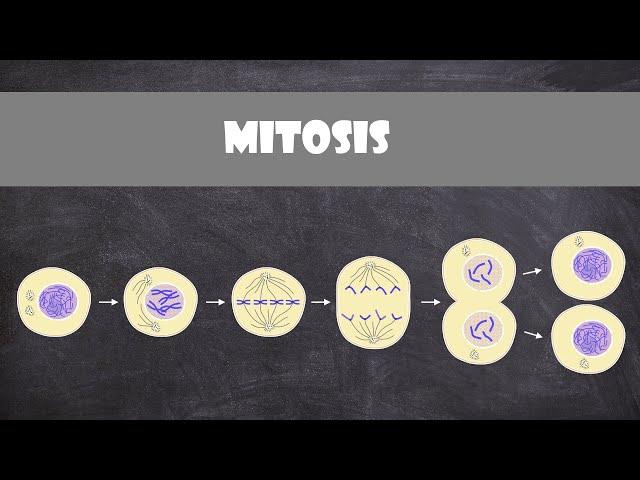 Mitosis (animal cells) | Cell Biology