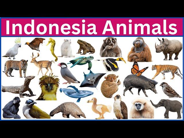 Get Ready to Experience Indonesia's Wildlife